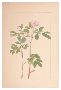 杉浦非水「山芍薬」