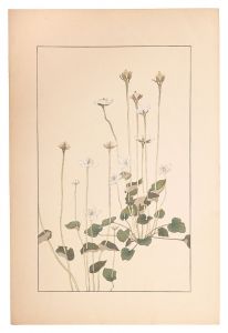 杉浦非水「梅鉢草」