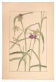 Tradescantia Virginica