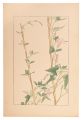 Japanese false bindweed
