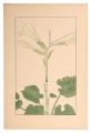Heartleaf lily