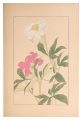 Peony