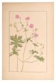 Geranium dakuricum, DC