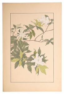 杉浦非水「水梔子」