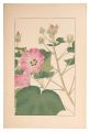 Cotton Rosemallow