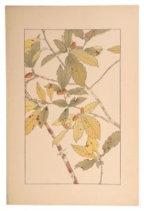 杉浦非水「小楢」