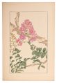 Crape myrtle
