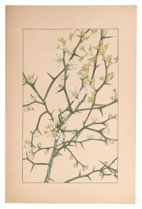 杉浦非水「枸橘」