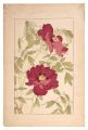 Peony