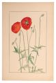 Shirley Poppy,Corn Poppy