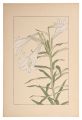 Easter Lily