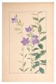 Balloon Flower