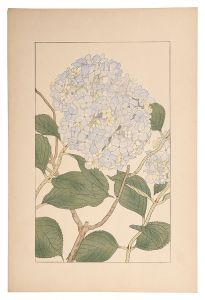 杉浦非水「紫陽花 」