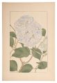 Hydrangea