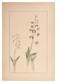 Calanthe discolor