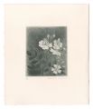 Japanese Rose