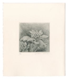 Butterbur Sprout / Kimura Shigeru