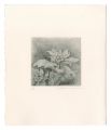 Butterbur Sprout