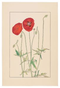 Shirley Poppy,Corn Poppy / Sugiura Hisui