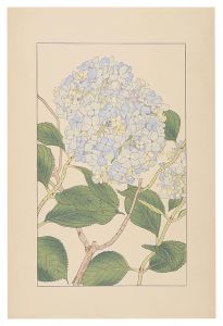 Hydrangea macrophylla / Sugiura Hisui