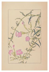 Dianthus superbus / Sugiura Hisui