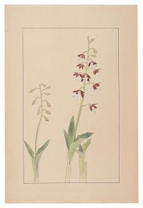 Calanthe discolor / Sugiura Hisui