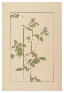 Atractylodes lancea / Sugiura Hisui