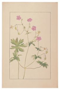 Geeranium dakuricum / Sugiura Hisui