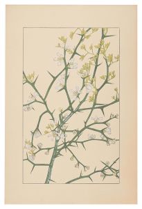 Trifoliate orange / Sugiura Hisui