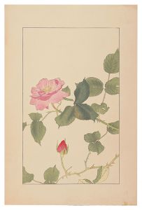 Rose / Sugiura Hisui