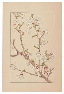 Japanese Cherry  / Sugiura Hisui