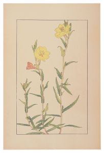 Evening Primrose / Sugiura Hisui