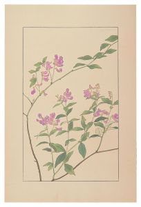 Two-Leaved Vetch / Sugiura Hisui