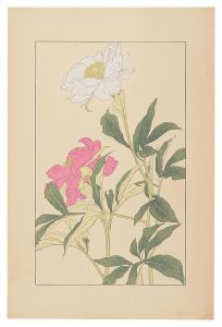 Peonｙ / Sugiura Hisui