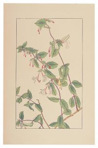 Honeysuckle / Sugiura Hisui