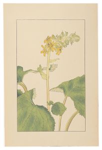 Lingularia sibirica / Sugiura Hisui