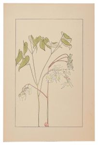 Barrenwort / Sugiura Hisui