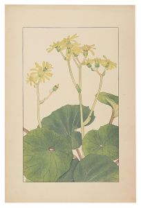 Leopard plant / Sugiura Hisui