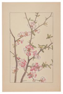 Cydonia Japonica / Sugiura Hisui