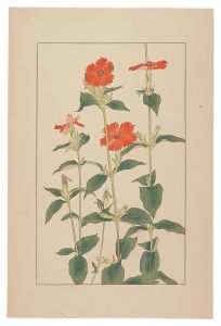 Lychnis coronat / Sugiura Hisui