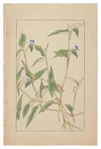 Commelina　communis / Sugiura Hisui