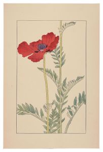 Papaver orientale / Sugiura Hisui