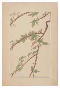 Raspberry / Sugiura Hisui