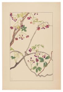 Akebia / Sugiura Hisui