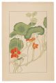 Nasturtium