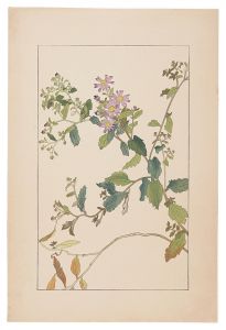 Wild Aster / Sugiura Hisui