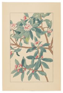 Winter Daphne / Sugiura Hisui