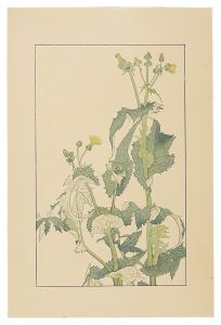 Sow Thistle / Sugiura Hisui