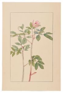 Paeonia obovata / Sugiura Hisui