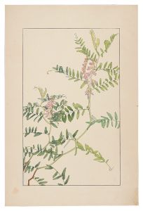 Tufted vetch / Sugiura Hisui